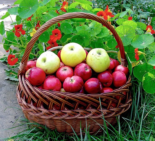 Лучшие сорта яблонь для Подмосковья